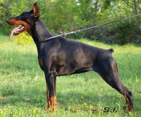 Black Adamant Allegra Black Adamant Allegra