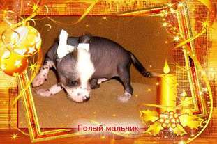 Lux Star Villis Bon Hammer Lux Star Villis Bon Hammer