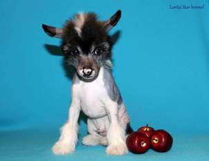 Lorita Star Glamurnyy Macho Lorita Star Glamurnyy Macho