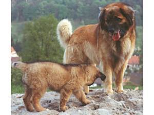 Eno V. Hofoldinger Forst Eno V. Hofoldinger Forst