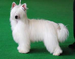 His Majesty Jemalle His Majesty Jemalle