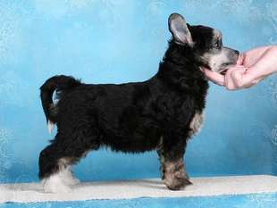 Dogland Happy Dream Dogland Happy Dream