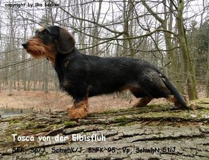 Tosca von der Elbisfluh Tosca von der Elbisfluh