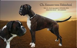Samaro vom Eisbachtal Samaro vom Eisbachtal