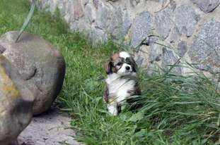Elisey Del Azart Dog Elisey Del Azart Dog
