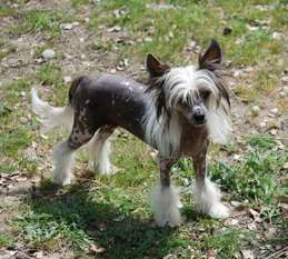 Gloria De Bandedogge Gloria De Bandedogge