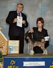 Gch. Gemstone's Cinondra Born To Be Wild Gch. Gemstone's Cinondra Born To Be Wild