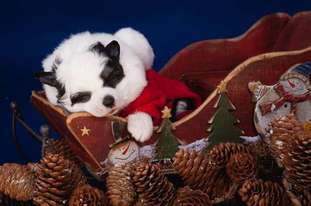 Dogland Happy Dea-panda Dogland Happy Dea-panda