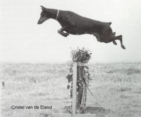 Cristel van de Eland Cristel van de Eland