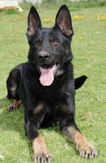 Otis von Haus Targa Otis von Haus Targa