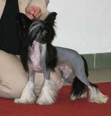 Tippytoes Exuberant Tippytoes Exuberant