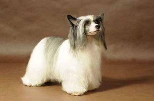 Anna Sky Kennel Omega Lux Anna Sky Kennel Omega Lux