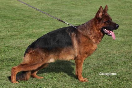 Yango aus Agrigento Yango aus Agrigento