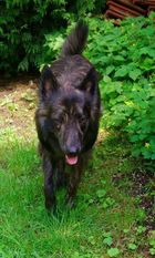 Boone Filius Calya Originele Herder Boone Filius Calya Originele Herder