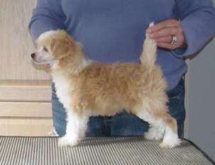 Bodeswell Pixietail Pumpkin Pie Bodeswell Pixietail Pumpkin Pie