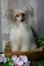 China Luna Trishablue China Luna Trishablue