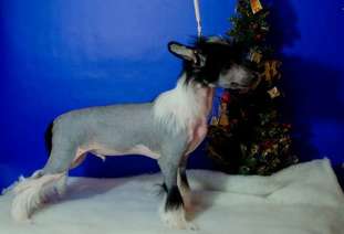 Anna Sky Kennel Che Guevara Anna Sky Kennel Che Guevara