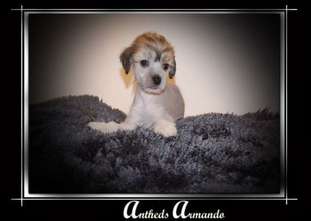 Anthed Armando Anthed Armando