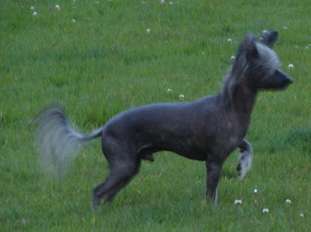 Renedream Running Bear Renedream Running Bear