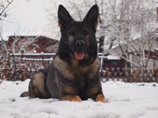 Gary Davidogs Slovakia Gary Davidogs Slovakia