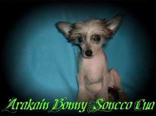 Arakain Bonny Soncco Cua Arakain Bonny Soncco Cua