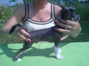 Asto Super Prezent Asto Super Prezent