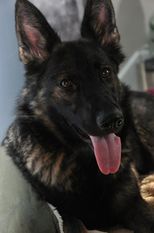 Xena Leryka Xena Leryka