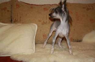 Irvin Grei Irvin Grei