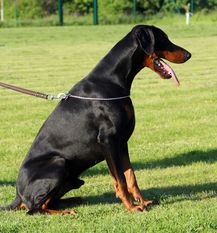 Mister Ares vom Eschenbruch Mister Ares vom Eschenbruch