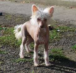 Mosaic Little Dog Of Dream Kaden Mosaic Little Dog Of Dream Kaden