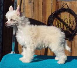 Crest-vue's Gonna Be A Star Someday Crest-vue's Gonna Be A Star Someday