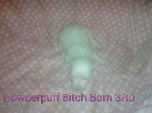 Bydezign Puff Female Born 3rd Bydezign Puff Female Born 3rd