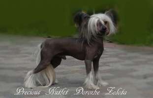 Precious Nutlet Dorozhe Zolota Precious Nutlet Dorozhe Zolota