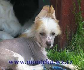 Avy Monteka Avy Monteka