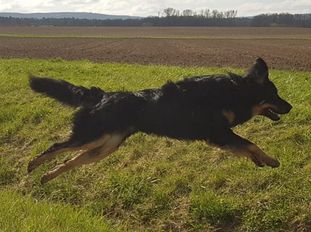Quint vom Schondratal Quint vom Schondratal