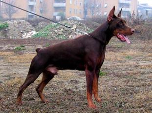 Red Rascal del Fiorsilva Red Rascal del Fiorsilva