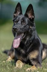 Maruscha von der Hundshardt Maruscha von der Hundshardt
