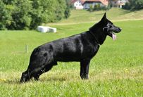 Xylo vom Taubergießen