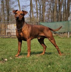 Legendorf Zeno Legendorf Zeno