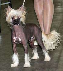 Be My Dog's Zippidee Doo Dah Be My Dog's Zippidee Doo Dah
