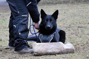 Akira vom Jakobsfeld Akira vom Jakobsfeld