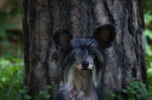 Dogland Happy Dosha Dogland Happy Dosha