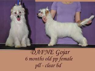 Dafne Gojar Dafne Gojar