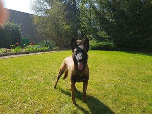 Bailey de la frisone liberte Bailey de la frisone liberte