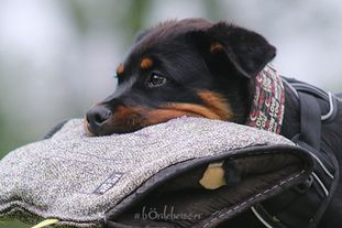 Dottie von der Teufelsküche Dottie von der Teufelsküche
