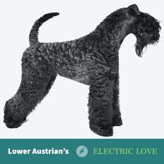 Lower Austrian's Electric Love Lower Austrian's Electric Love