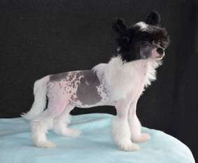 Be My Dog's Just Got My Wings Be My Dog's Just Got My Wings