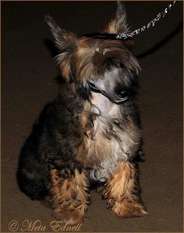 Tiny Rascal's William Wallace Tiny Rascal's William Wallace