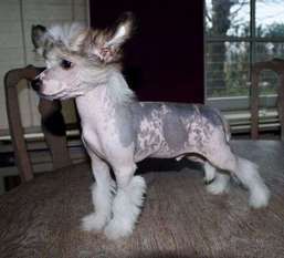 Be My Dog's Chizumulu Blue Be My Dog's Chizumulu Blue
