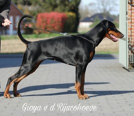 Gioya van de Rijucohoeve Gioya van de Rijucohoeve